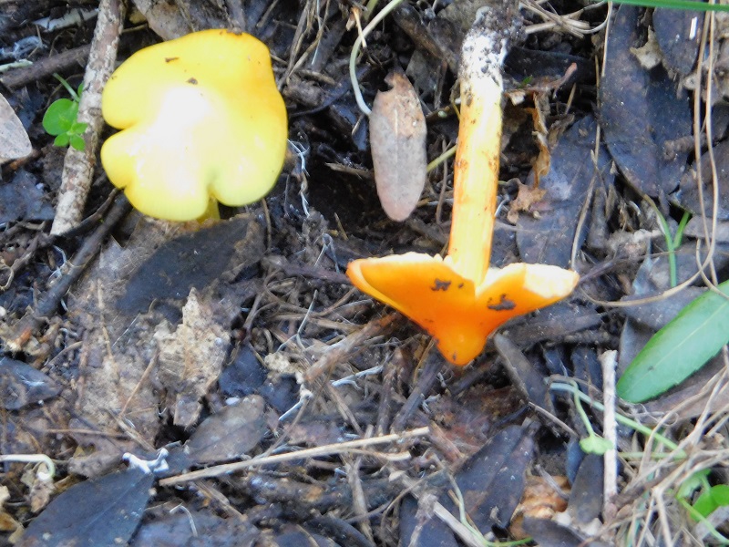 1 Fotog.il 18.12.2021 sotto Leccio